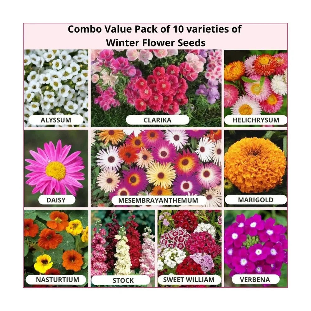 10 Winter Flower Seeds Combo Pack - Flower Seed Combo