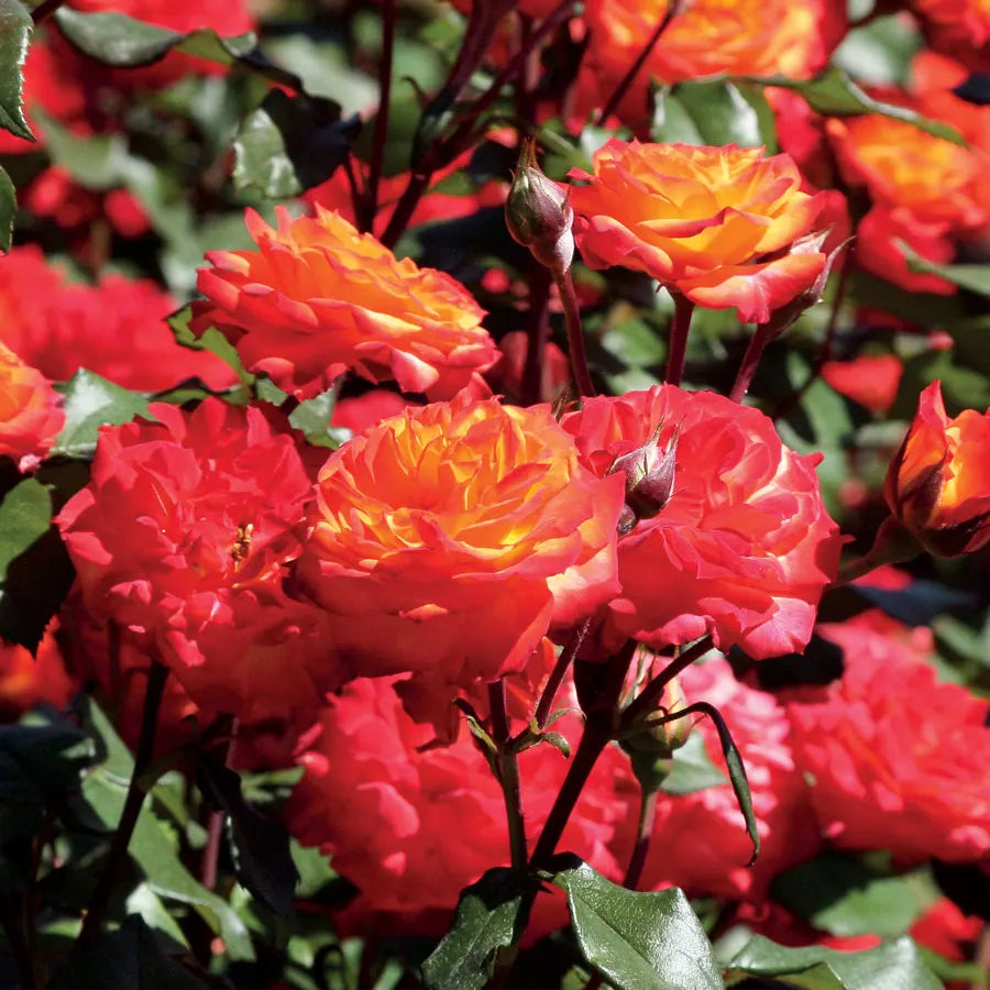 Exotic Hybrid Climbing Rose Flower Seeds – Pack of 20  -Charisma - Rose Seeds