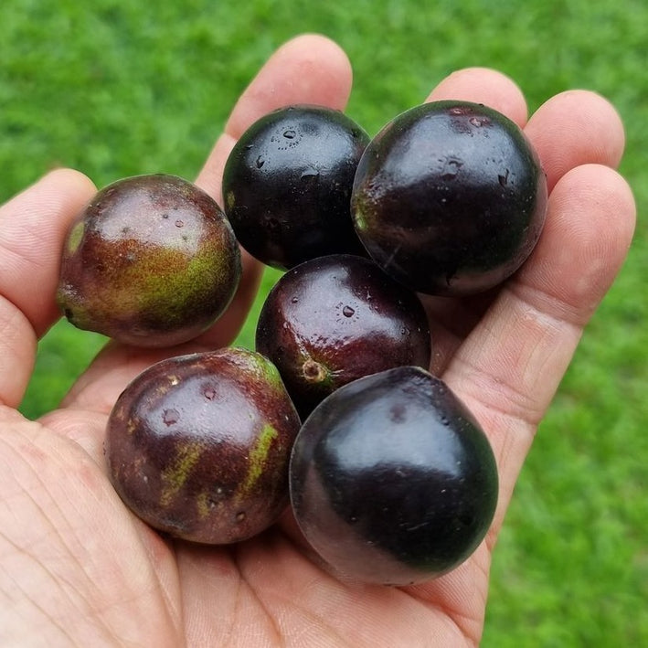 Jaboticaba Grimal Fruit Plant