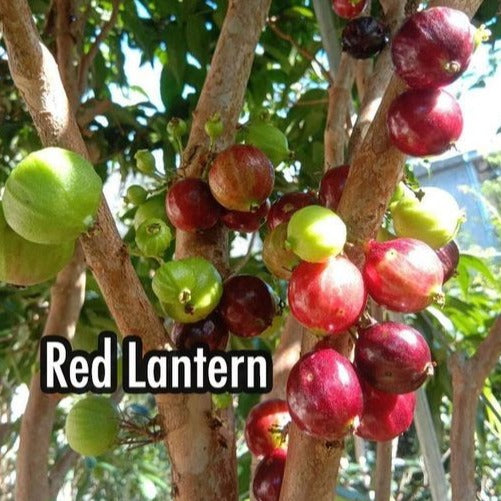 Red LanternJaboticaba (Plinia Phitrantha Red Lantern) Regular price Fruit Plant