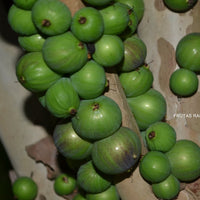 Jaboticaba Melancia Fruit Plant