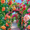 Fragrant Hybrid Climbing Rose Seeds – Multi-Color Blooms for Balcony & Garden - Rose Seeds