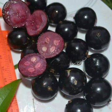 Jaboticaba Rosada  Fruit Plant