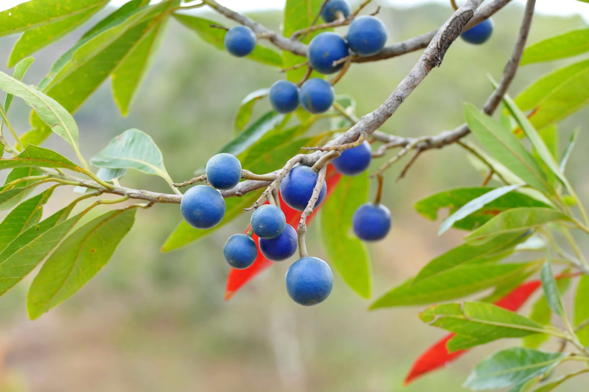 Authentic Rudraksham (Elaeocarpus Angustifolius) Medicinal Plant - Live and Healthy