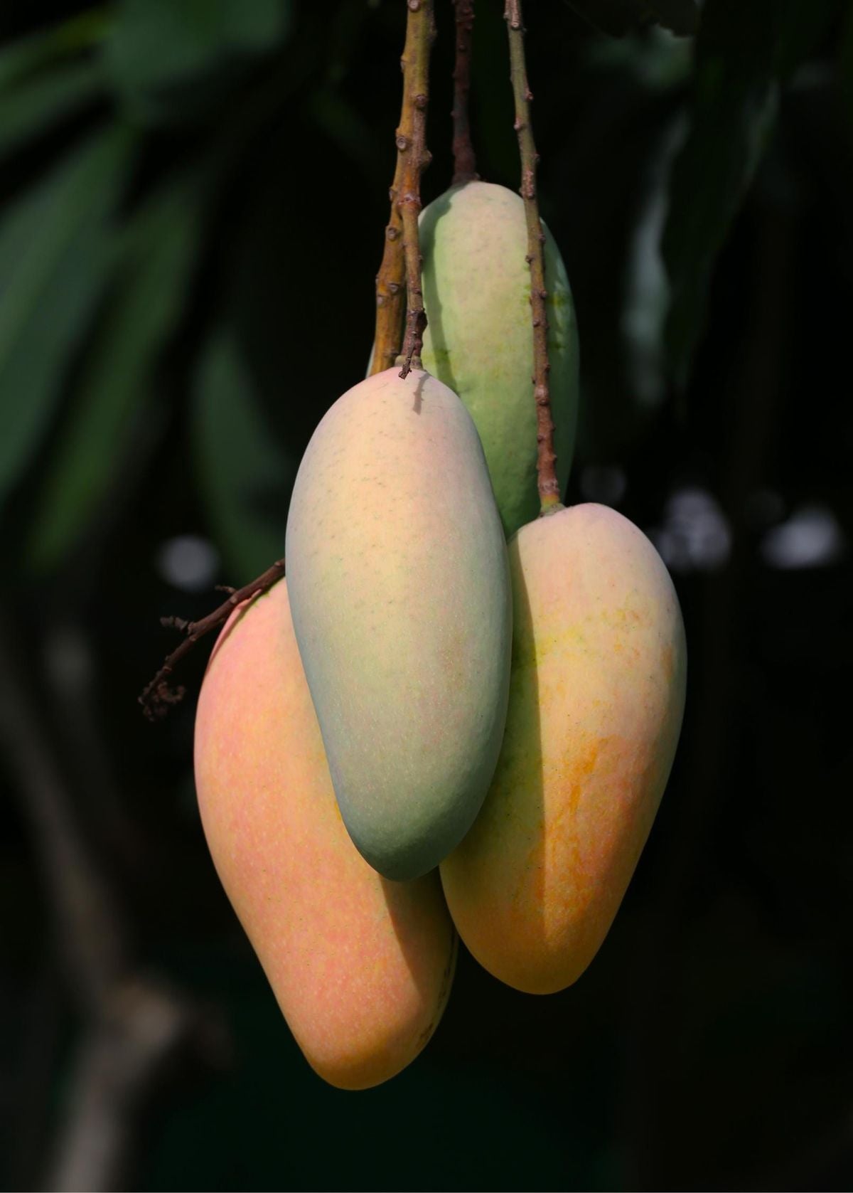 Mango Plant (Mallika) ) Live Mango 1 Plant (Mangifera indica) – Grafted Variety  -Fruit Plants