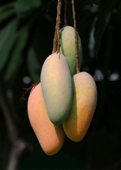 Mango Plant (Mallika) ) Live Mango 1 Plant (Mangifera indica) – Grafted Variety  -Fruit Plants