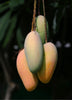 Mango Plant (Mallika) ) Live Mango 1 Plant (Mangifera indica) – Grafted Variety  -Fruit Plants