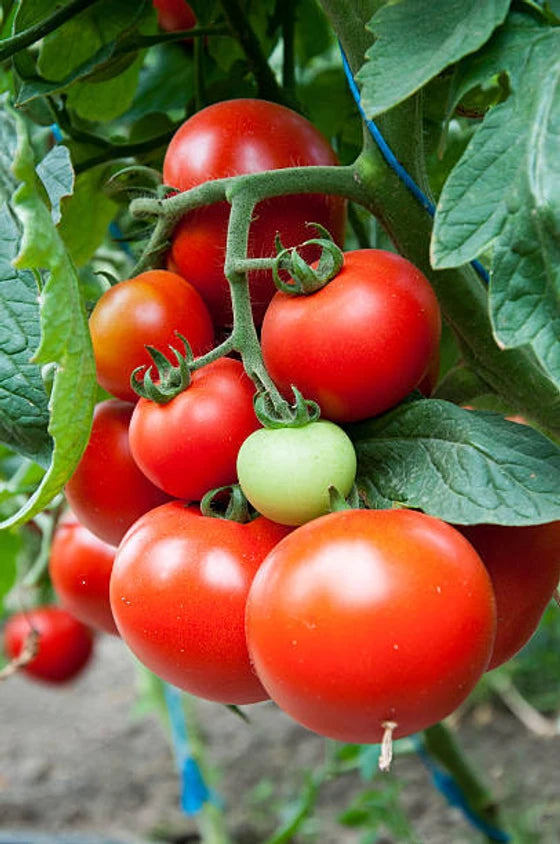 Tomato ‘Pusa Ruby’ – 100 Desi Vegetable Seeds (Premium Indian Variety) -Vegetable Seeds