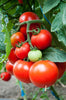 Tomato ‘Pusa Ruby’ – 100 Desi Vegetable Seeds (Premium Indian Variety) -Vegetable Seeds