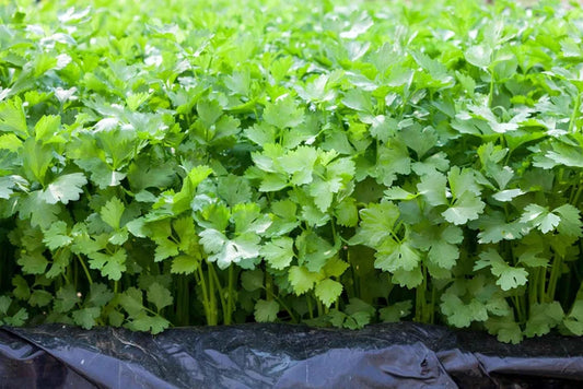 Coriander Seeds – Fresh, Aromatic Herb for Kitchen & Garden -  Vegetable Seeds