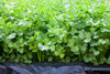 Coriander Seeds – Fresh, Aromatic Herb for Kitchen & Garden -  Vegetable Seeds
