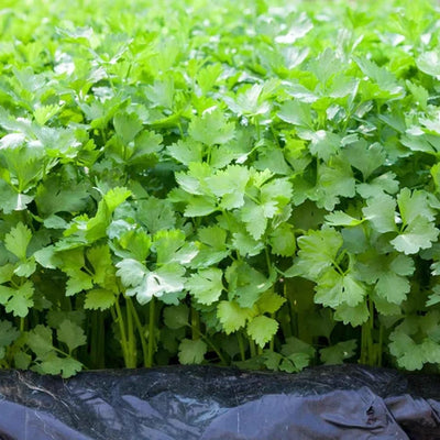 Coriander Seeds – Fresh, Aromatic Herb for Kitchen & Garden -  Vegetable Seeds