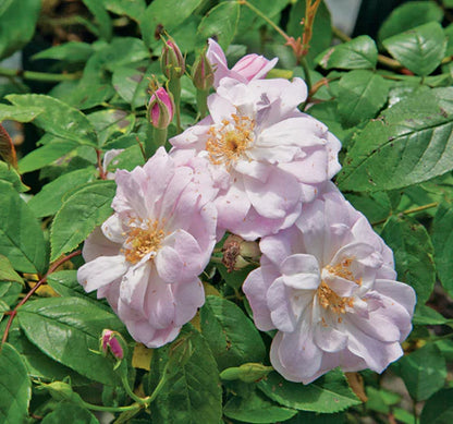 Exotic Hybrid Climbing Rose Flower Seeds – Pack of 20  -Ahallya - Rose Seeds