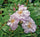 Exotic Hybrid Climbing Rose Flower Seeds – Pack of 20  -Ahallya - Rose Seeds