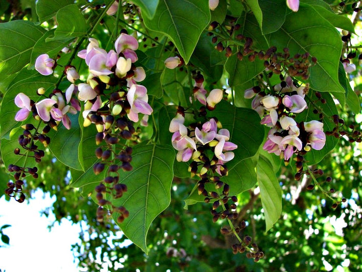 Pongamia Pinnata-Medicinal Plant