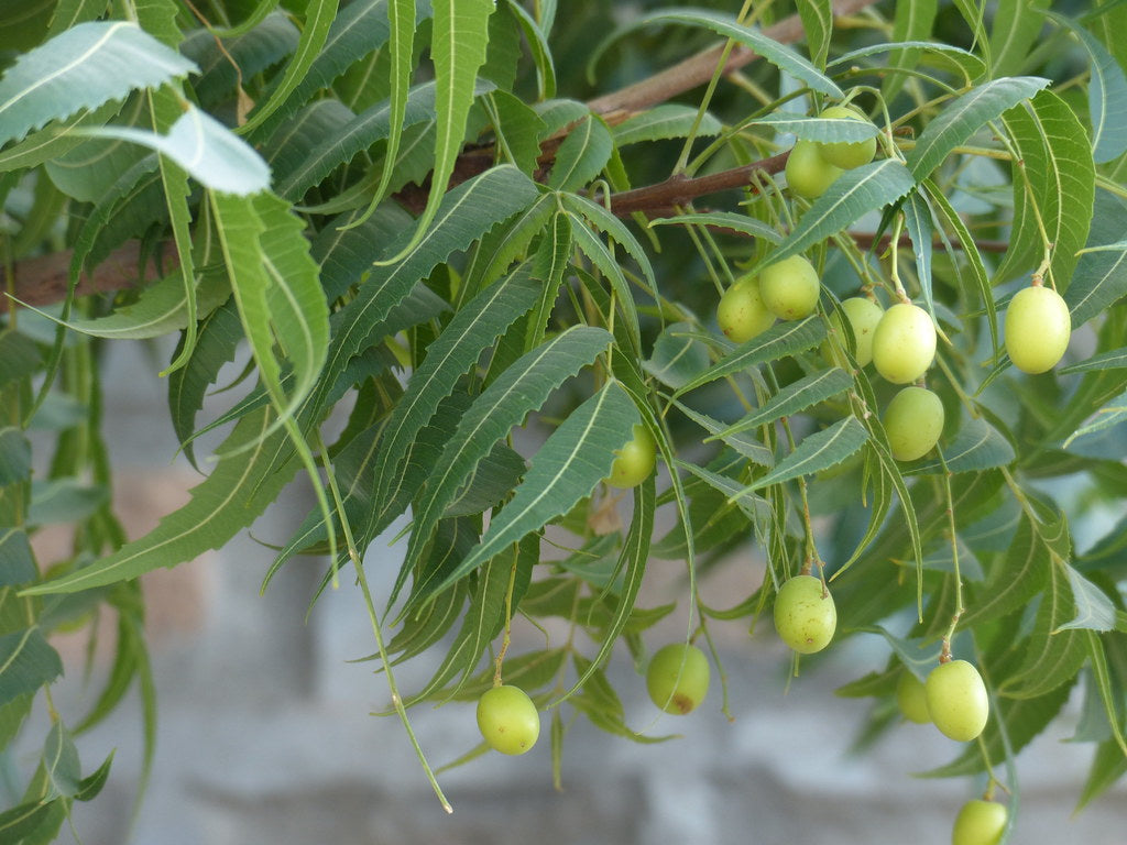 Authentic Neem (Azadirachta Indica) Live Medicinal Plant - Healthy & Potent