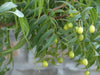 Authentic Neem (Azadirachta Indica) Live Medicinal Plant - Healthy & Potent