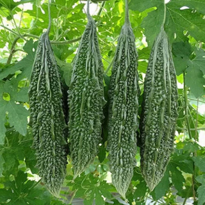 Organic Bitter Gourd F1 Hybrid seeds- Open Pollinated 20 seeds-vegetable seeds