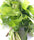 ARKA Samraksha -TFL Veg.AMARANTH Hybrid -Vegetable Seeds
