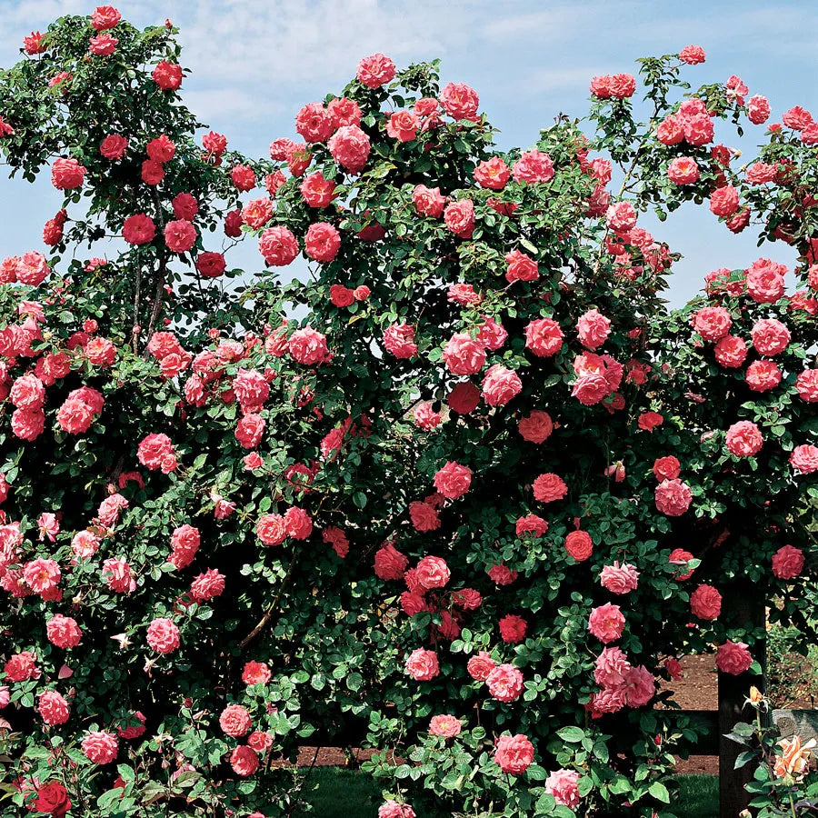 Hybrid Climbing Rose Seeds – Fragrant & Hardy Flowering Vines for Home Garden - Rose Seeds
