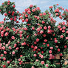 Hybrid Climbing Rose Seeds – Fragrant & Hardy Flowering Vines for Home Garden - Rose Seeds