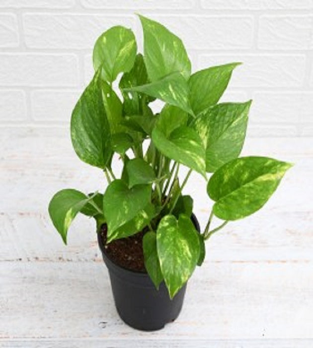Money Plant Live (Pack of 1) | Indoor Air Purifier Plant for Home Decoration | Big Indoor Plant for Living Room - Best Selling