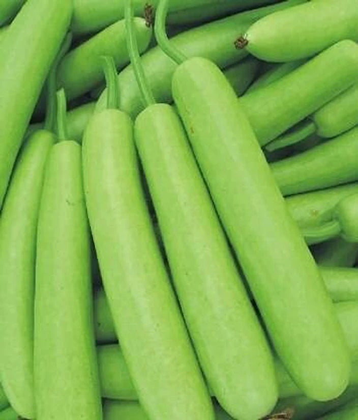 🥒 Bottle Gourd (Lauki / Ghiya) Long Hybrid Seeds – Pack of 20 - Vegetable Seeds