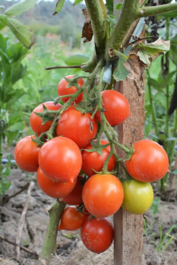 Tomato ‘Pusa Ruby’ – 100 Desi Vegetable Seeds (Premium Indian Variety) -Vegetable Seeds