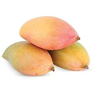 Mango Plant (Totapuri) ) Live Mango 1 Plant (Mangifera indica) – Grafted Variety  -Fruit Plants