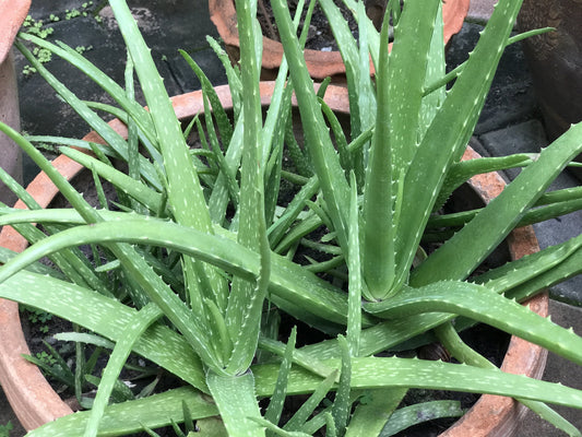 Versatile Aloe Vera Medicinal Plant: Soothing, Healing, Easy-Care, Natural Remedy Solution