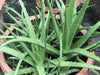 Versatile Aloe Vera Medicinal Plant: Soothing, Healing, Easy-Care, Natural Remedy Solution