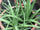 Versatile Aloe Vera Medicinal Plant: Soothing, Healing, Easy-Care, Natural Remedy Solution