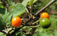 Solanum Violaceum -Medicinal Plant