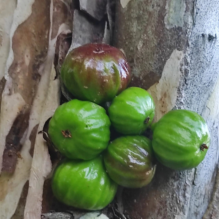 Jaboticaba Navel Costada Fruit Plant