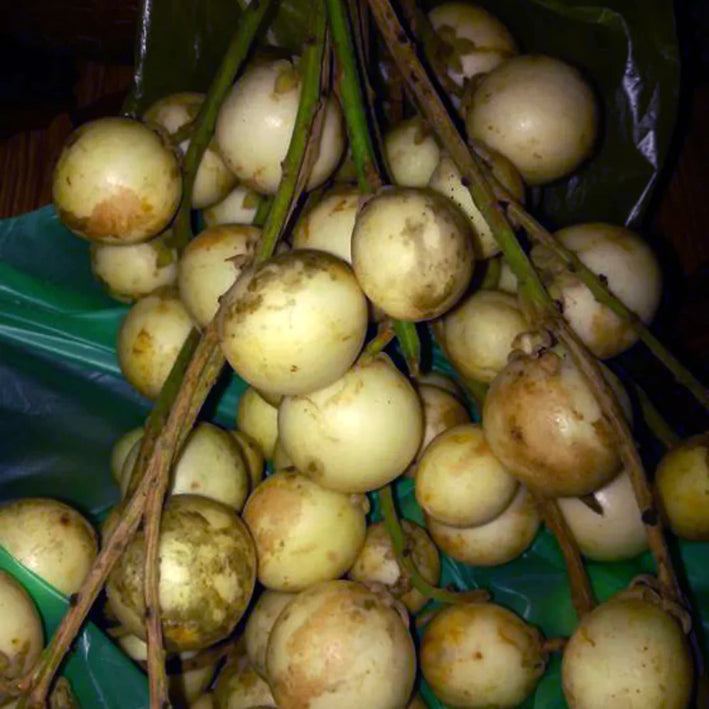 RAMBAI FRUIT  PLANT EXOTIC PLANTS