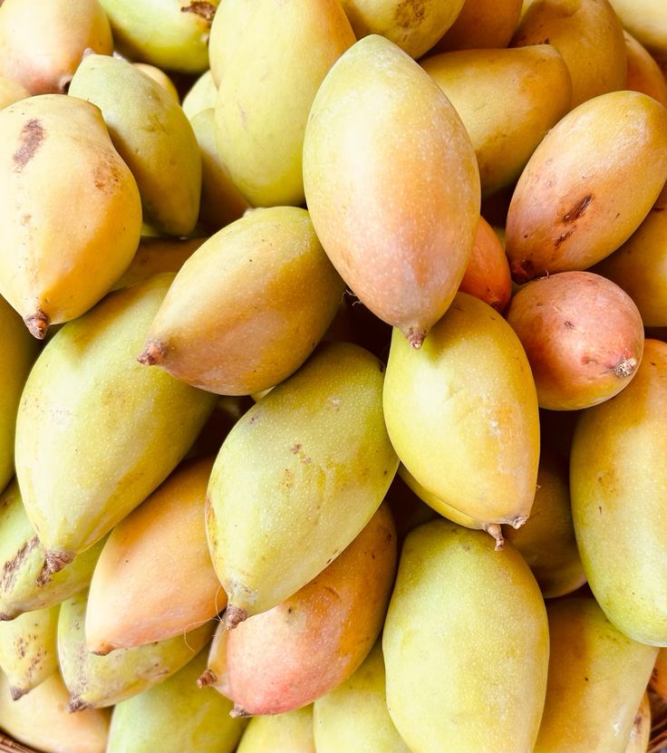 Mango Plant (Totapuri) ) Live Mango 1 Plant (Mangifera indica) – Grafted Variety  -Fruit Plants