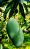 Mango Plant (Mallika) ) Live Mango 1 Plant (Mangifera indica) – Grafted Variety  -Fruit Plants