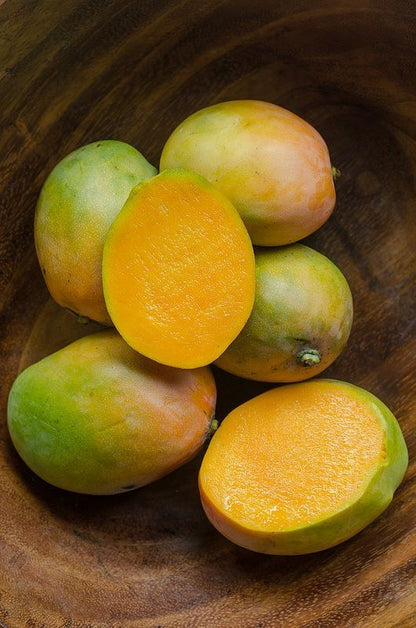 Mango Plant (Kesar) Live Mango 1 Plant (Mangifera indica) – Grafted Variety  -Fruit Plants
