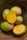 Mango Plant (Kesar) Live Mango 1 Plant (Mangifera indica) – Grafted Variety  -Fruit Plants