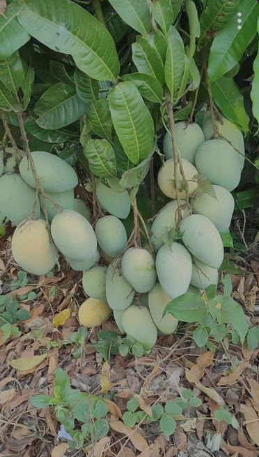 Mango Plant (Raspuri) ) Live Mango 1 Plant (Mangifera indica) – Grafted Variety  -Fruit Plants