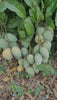 Mango Plant (Raspuri) ) Live Mango 1 Plant (Mangifera indica) – Grafted Variety  -Fruit Plants