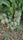 Mango Plant (Raspuri) ) Live Mango 1 Plant (Mangifera indica) – Grafted Variety  -Fruit Plants