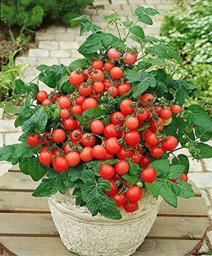 🍅 Cherry Tomato Hybrid Seeds – Pack of 50 - Vegetable Seeds