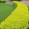 Golden Duranta (Golden Dewdrops) Live Plant | Attractive Hedge Plant for Home & Garden | Healthy Live Plant - Best Selling