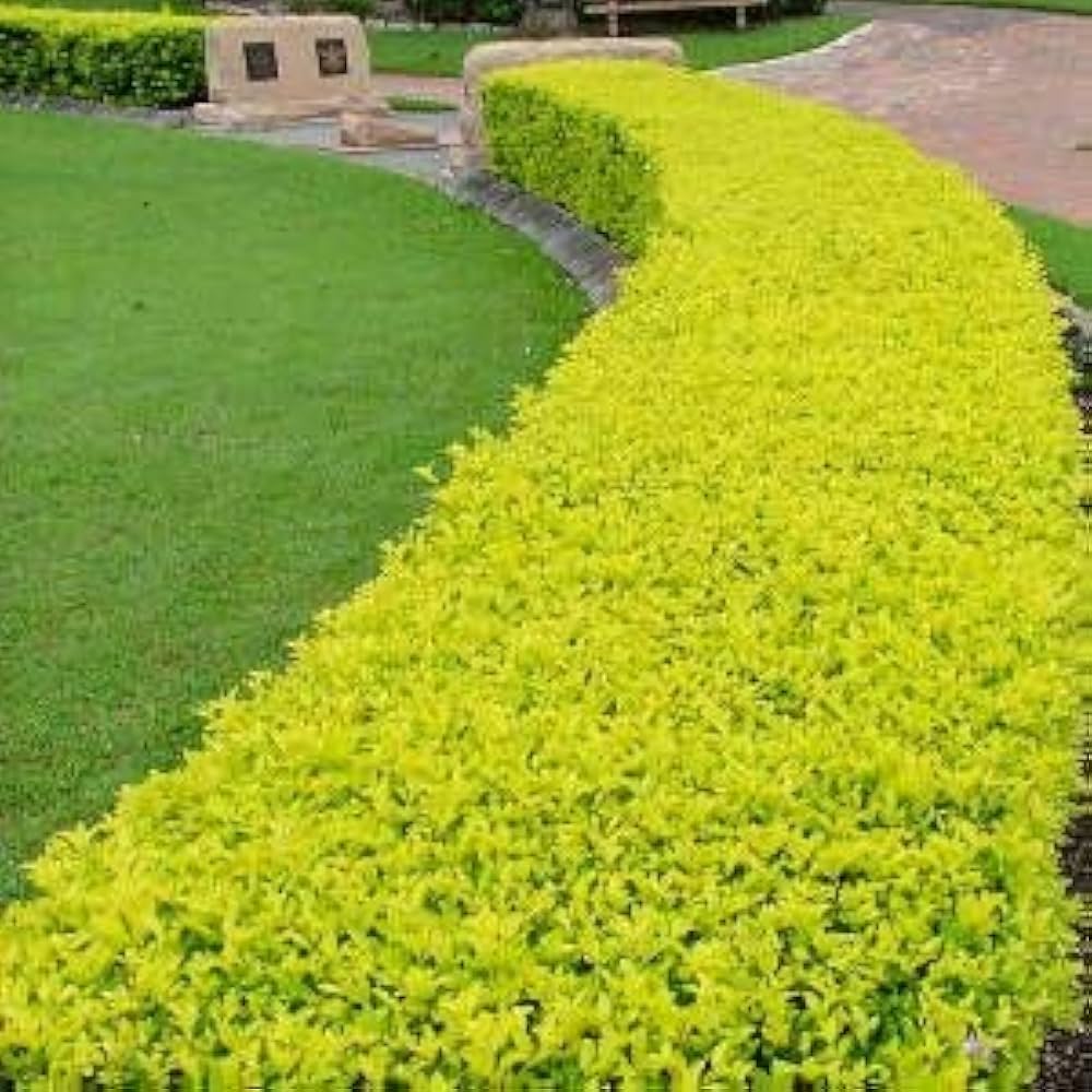 Golden Duranta (Golden Dewdrops) Live Plant | Attractive Hedge Plant for Home & Garden | Healthy Live Plant - Best Selling