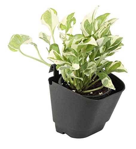 Vertical Garden Wall Hanging Pot, (Black, Standard, 50 Pieces)