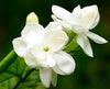 White Mogra | Arabian Jasmine Aromatic Flower 1 Plant - Best Selling
