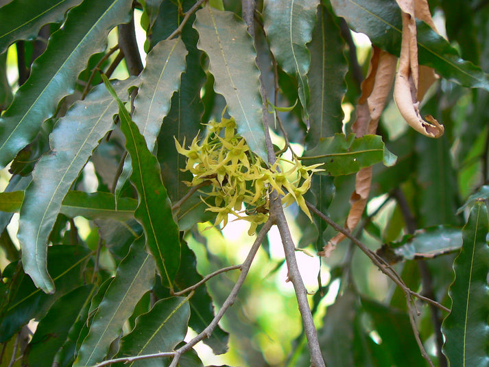 Live Ashoka Tree Plant (Polyalthia longifolia) - Medicinal & Ornamenta ...