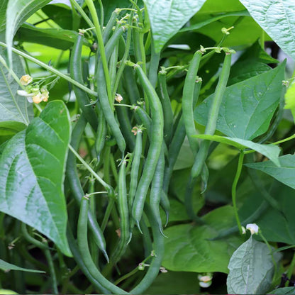 🌱 French Beans F1 Hybrid Seeds – Pack of 20 - Vegetable Seeds