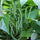 🌱 French Beans F1 Hybrid Seeds – Pack of 20 - Vegetable Seeds